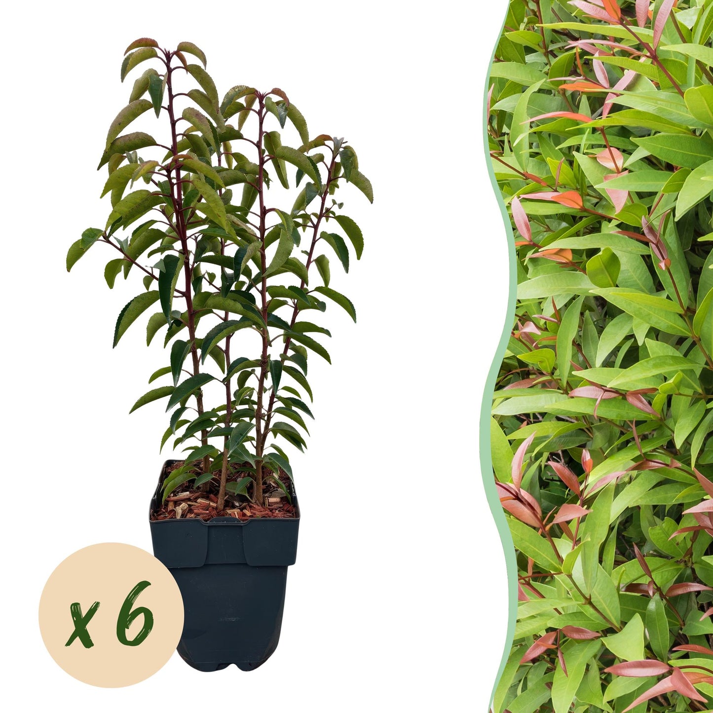 GreenboutiQ - Heckenpflanzen - Prunus lusitanica Angustifolia - Blatt grün - 6 Pflanzen - 1 laufender Meter - immergrün - Topf 17cm Höhe 50cm
