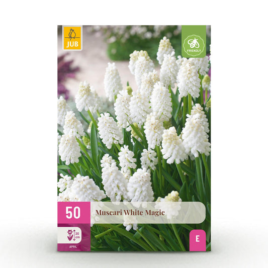 GreenboutiQ - Blumenzwiebeln - Muscari White Magic - Farbe Weiß - 50 Stück - Zwiebelgröße 6/7 - XXL Pack