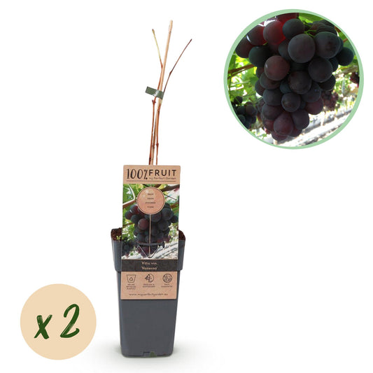 GreenboutiQ - Obstpflanze - Lila Traube - Vitis vinifera Vanessa - Kernlos - 2 Pflanzen - Topf 15cm Höhe 50cm