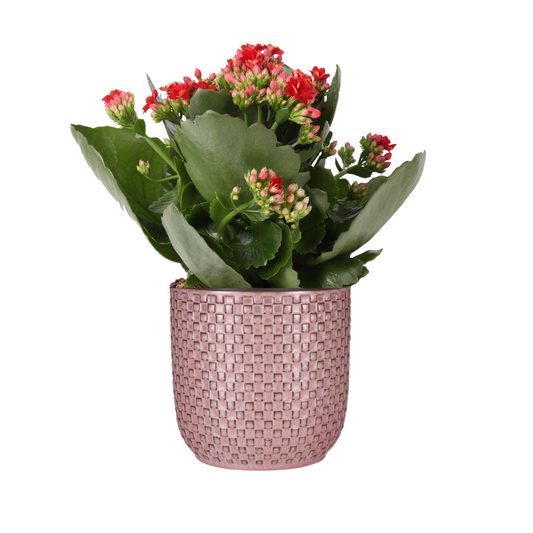Easter - Kalanchoe Rosalina Don Justino Rot + Pflanztopf mit rosa Relief