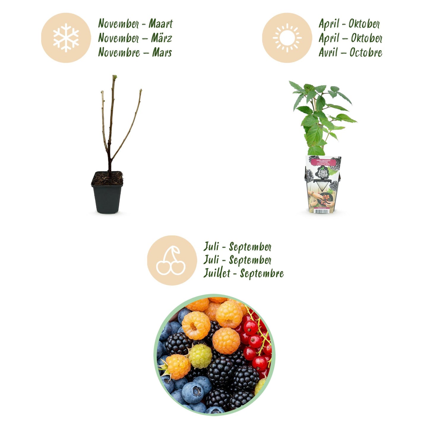 GreenboutiQ - Obstpflanzen - Regenbogen - Rote Johannisbeere - Gelbe Himbeere - Schwarze Brombeere - Blaubeere - Winterhart - 4 Pflanzen - Topf 9cm