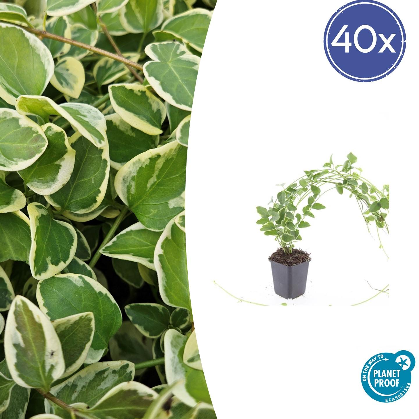 40x Vinca major 'Variegata' - ↕10-25cm - Ø9cm