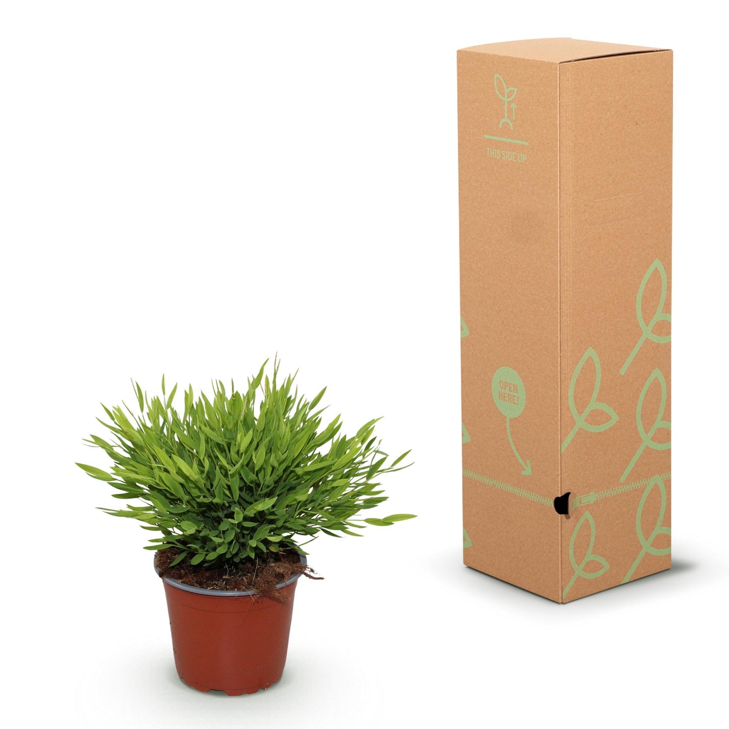 Green boutiQ - Zimmerpflanze - Bamusa Pogonatherum Monica - Bambusgras - Haustierfreundlich - Grün - 2 Pflanzen - Topf 12cm - Höhe 30-35cm