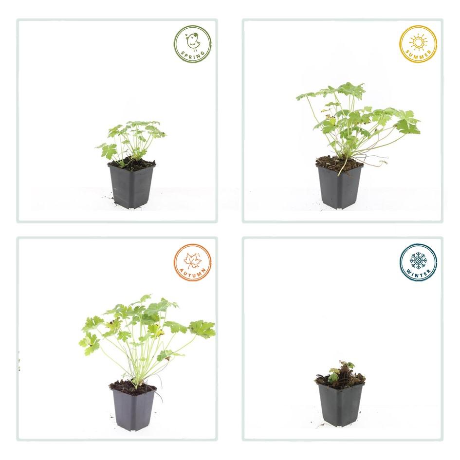 40x Geranium macr. 'Czakor' - ↕10-25cm - Ø9cm