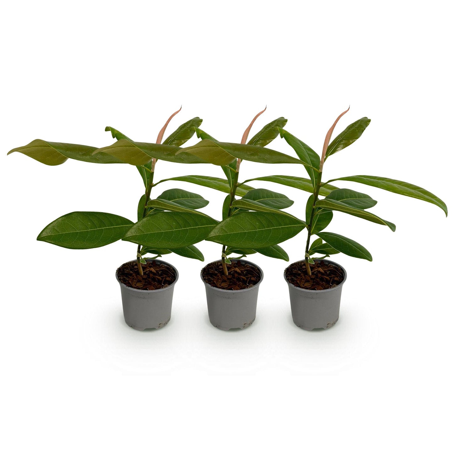GreenboutiQ - Gartenpflanze - Magnolia grandiflora - Blüte Weiß - 3 Pflanzen - Immergrün - Wenig Pflege - Topf 12cm Höhe 30cm