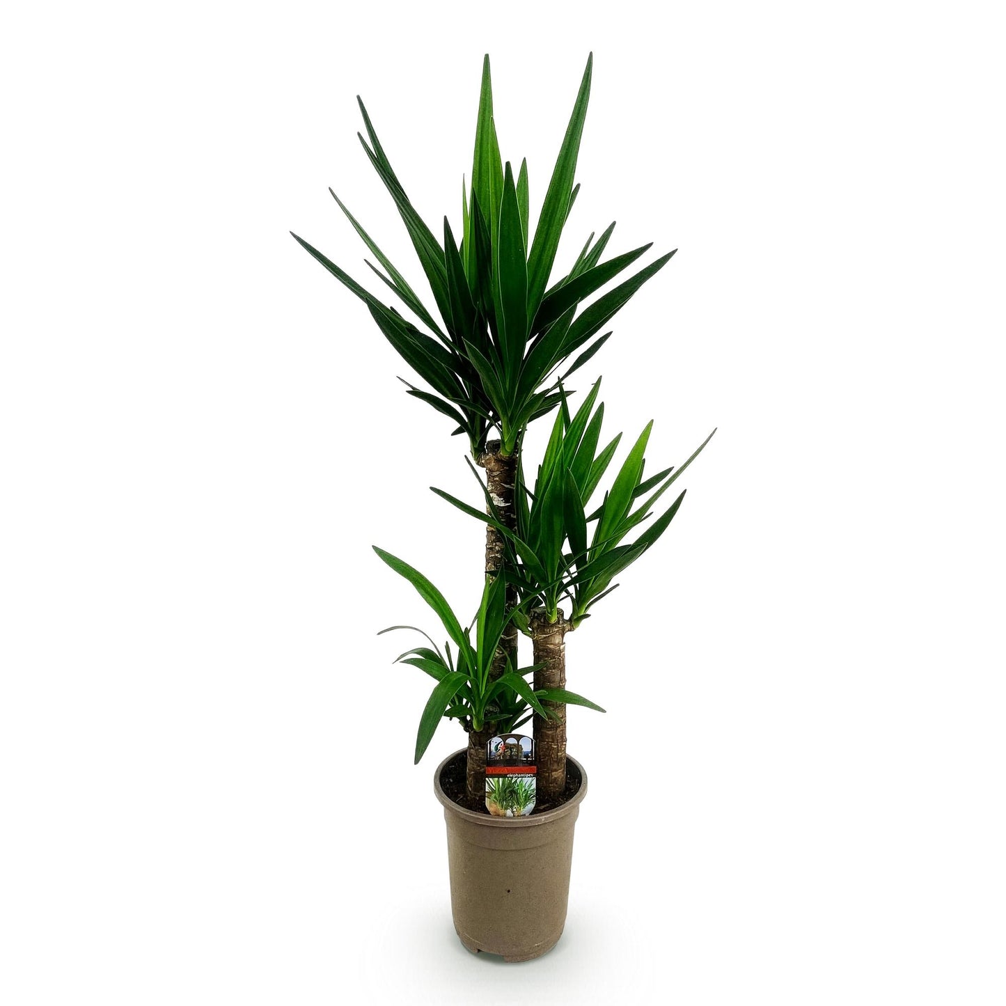 Green boutiQ - Zimmerpflanze - Yucca elephantipes - Yucca - Wenig Pflege - Grün - 1 - Topf 21cm - Höhe 100cm