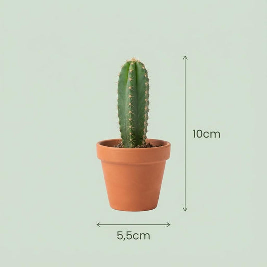 Mini Kakteen Mix - 12 Stück - Ø 8,1 cm - Höhe: 5-10 cm - Terrakottatöpfe