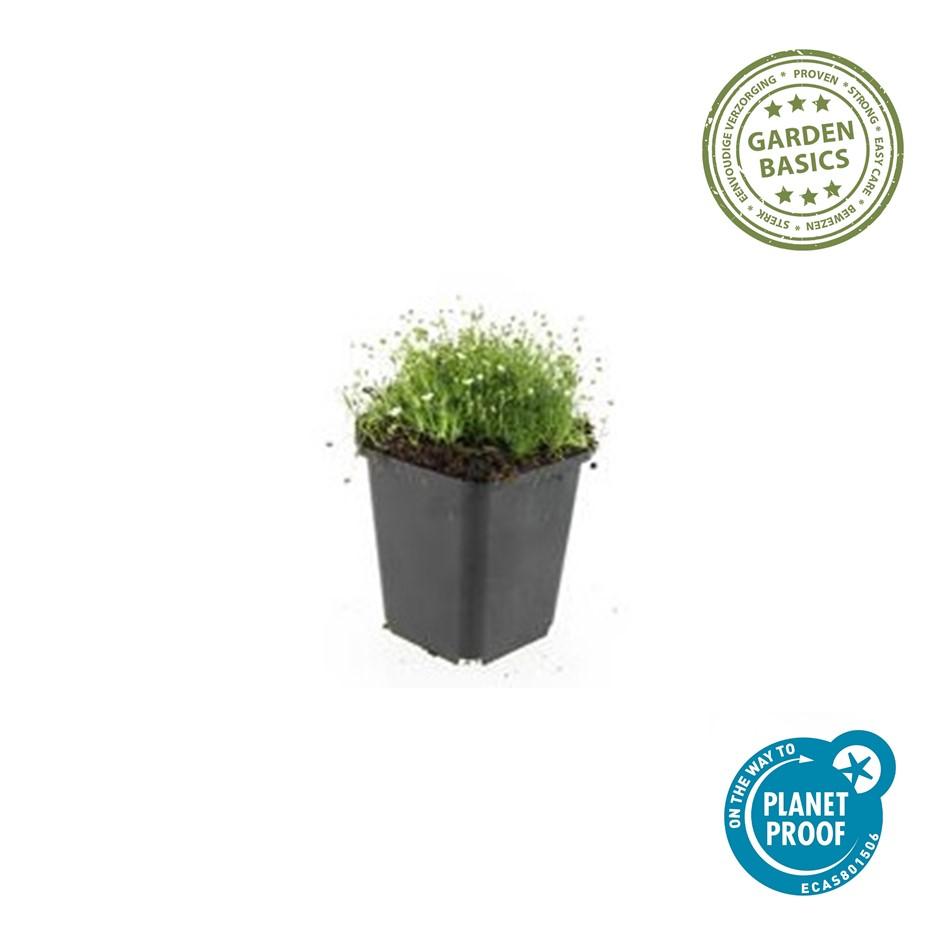 6x Sagina subulata - ↕10-25cm - Ø9cm