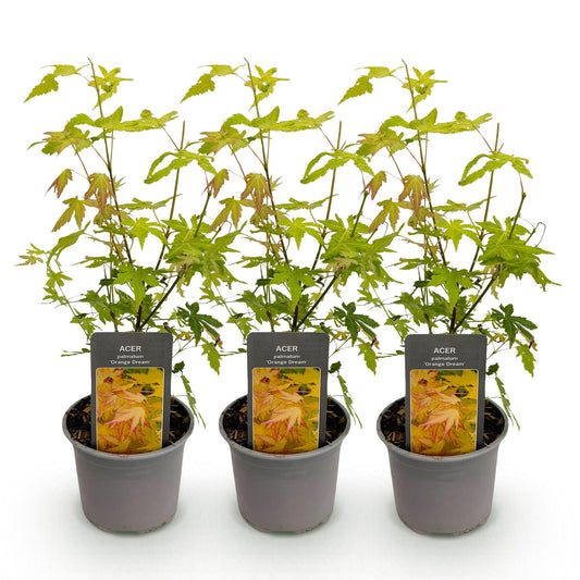 GreenboutiQ - Gartenpflanze - Acer palmatum Orange Dream - Orange - 3 Pflanzen - Laubabwerfend - Wenig Pflege - Topf 12cm Höhe 35cm
