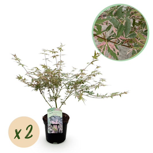 GreenboutiQ - Balkonpflanze - Japanischer Ahorn - Acer palmatum Iyoshi - Rosa - 2 Pflanzen - Laubabwerfend - Topf 19cm Höhe 70cm
