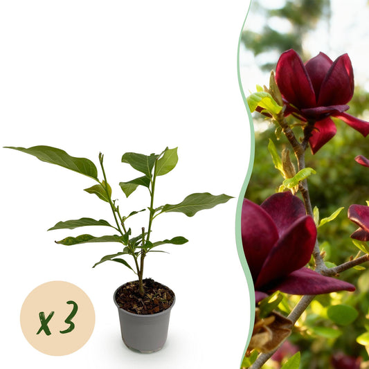 GreenboutiQ - Gartenpflanze - Magnolia Genie - Blüte Lila - 3 Pflanzen - Laubabwerfend - Wenig Pflege - Topf 12cm Höhe 30cm