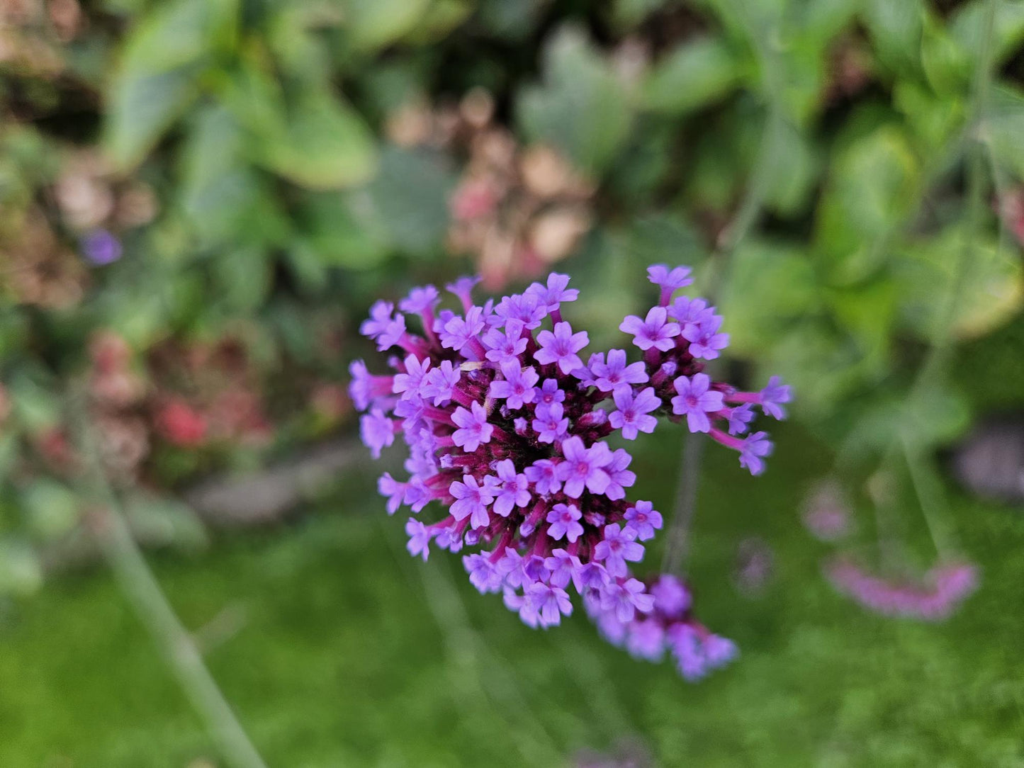 6x Verbena bon. 'Lollipop' - ↕10-25cm - Ø9cm