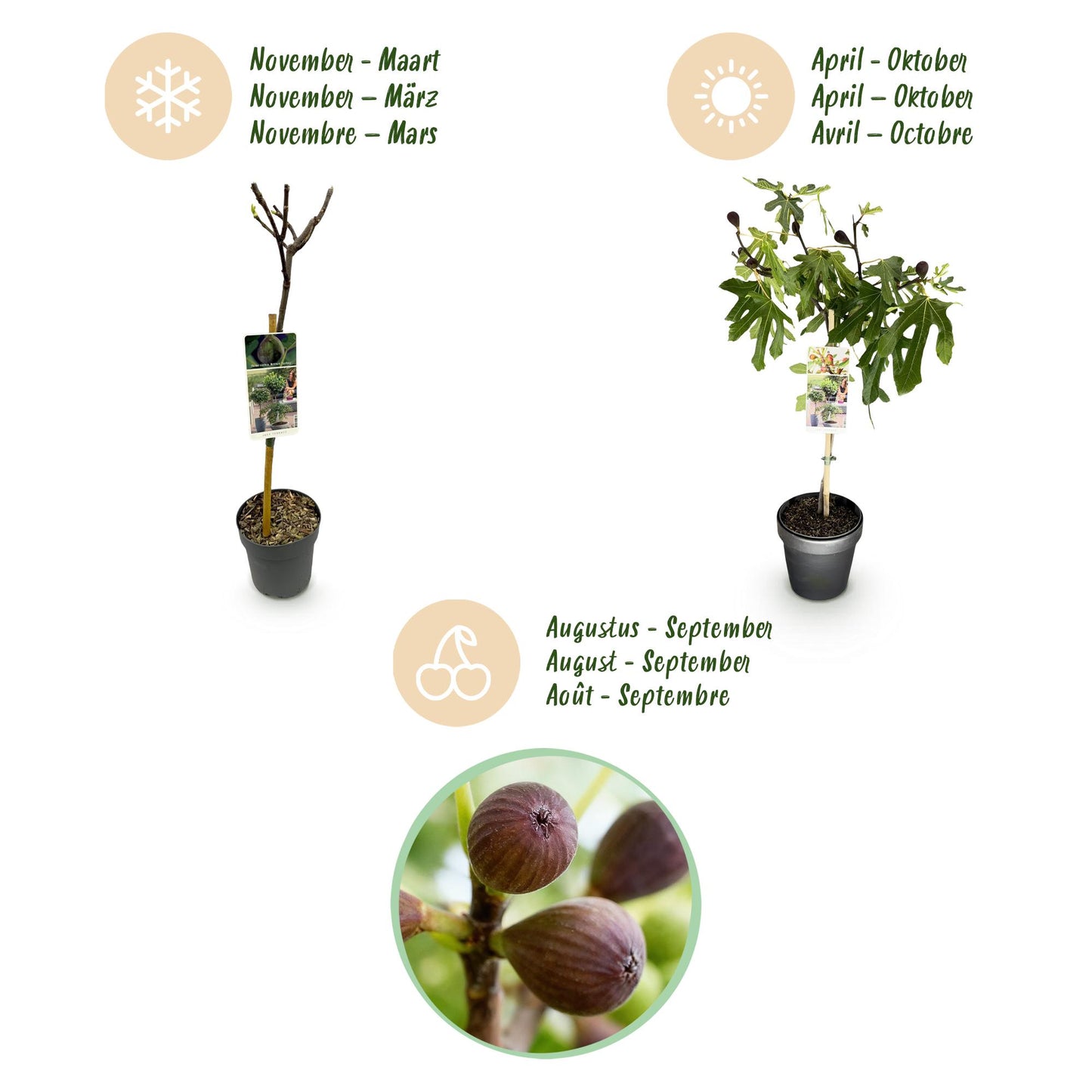 GreenboutiQ - Stamm Pflanze - Ficus carica Little Miss Figgy - Terrassen Pflanze - Laubabwerfend - Winterhart - Grüne Frucht - Topf 19cm Höhe 90cm