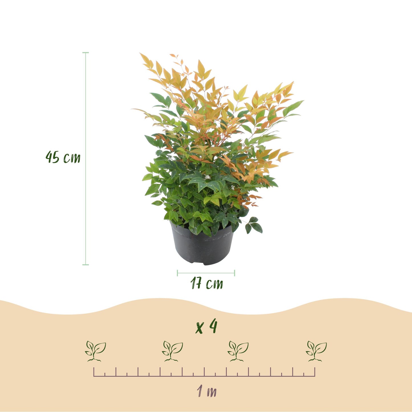 GreenboutiQ - Gartenpflanze - Nandina Gulfstream - Orange - 2 Pflanzen - Immergrün - Pflegeleicht - Topf 17cm Höhe 45cm