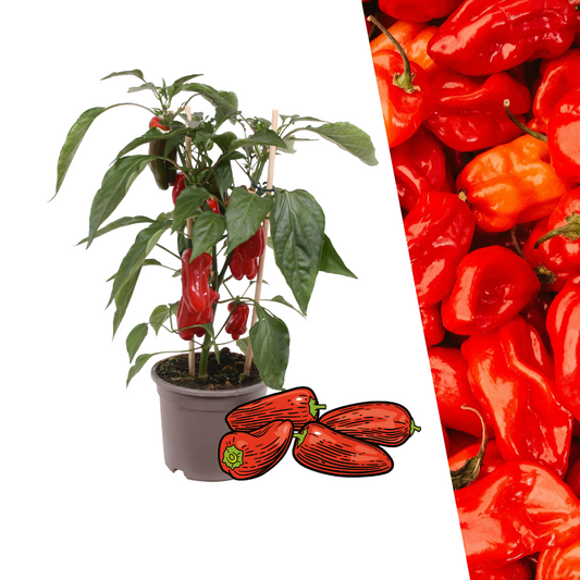 Gemüse pflücken - Rote Paprikapflanze - Ø 14 cm - ↨ 45 cm