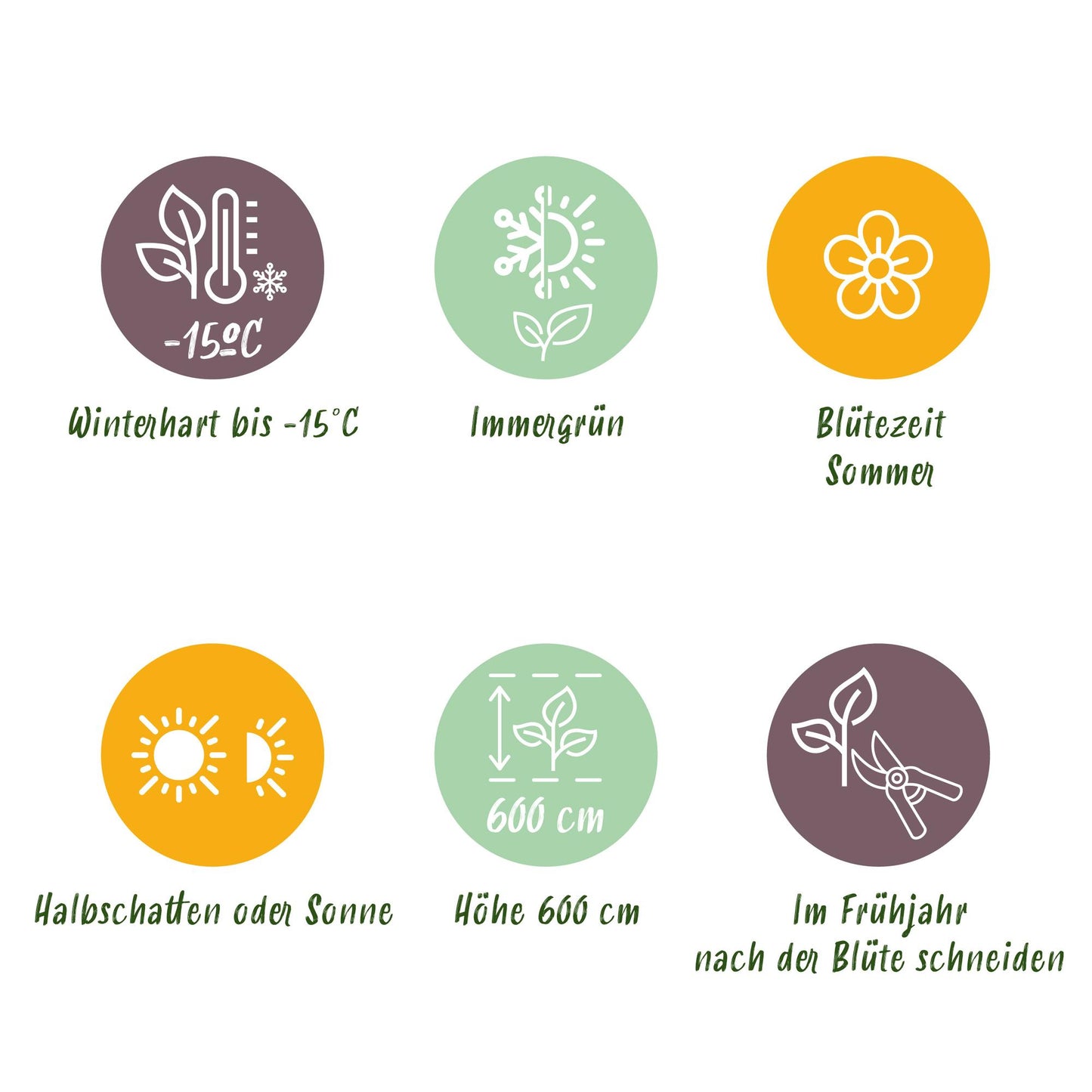 GreenboutiQ - Gartenpflanze - Magnolia grandiflora - Blüte Weiß - 1 Pflanze - Immergrün - Wenig Pflege - Topf 12cm Höhe 30cm