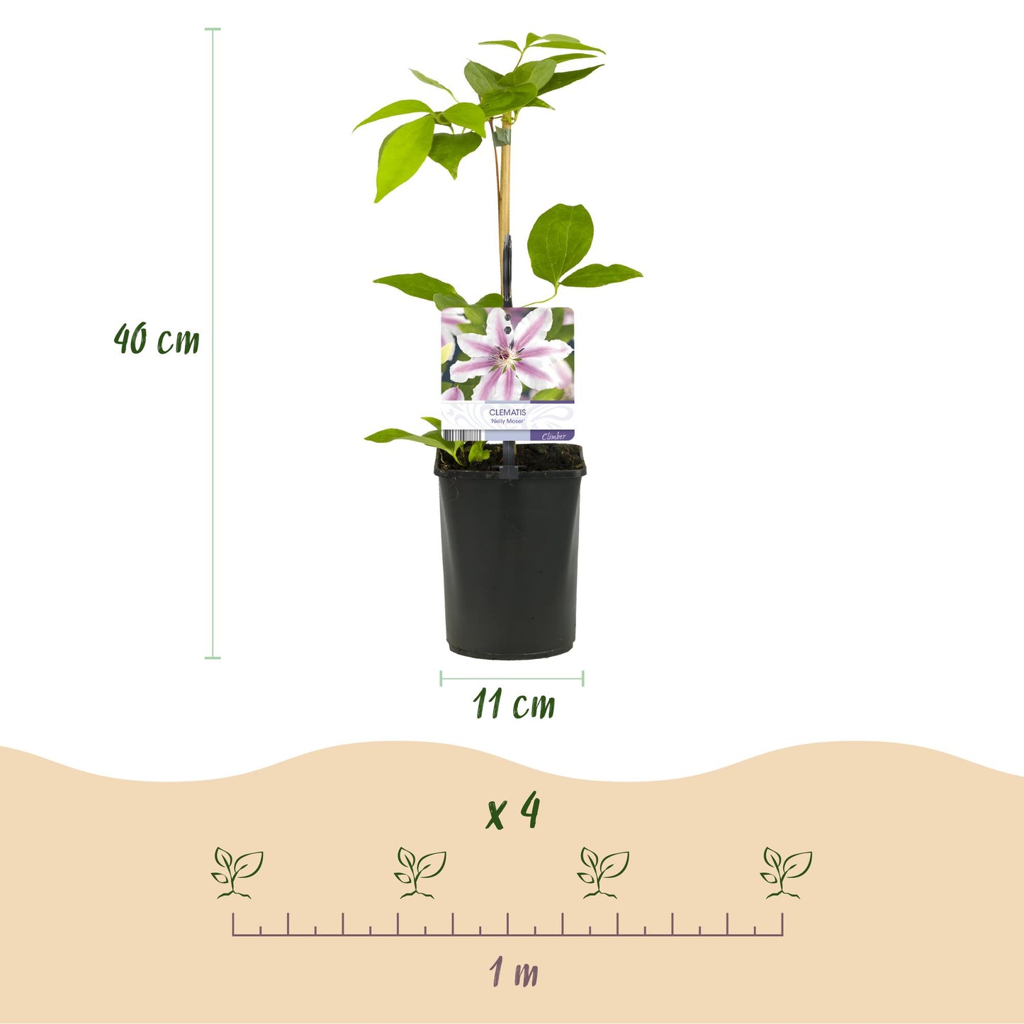 GreenboutiQ - Kletterpflanze - Clematis Nelly Moser - Blüte Rosa - Wenig Pflege - 2 Pflanzen - Topf 11cm Höhe 40cm
