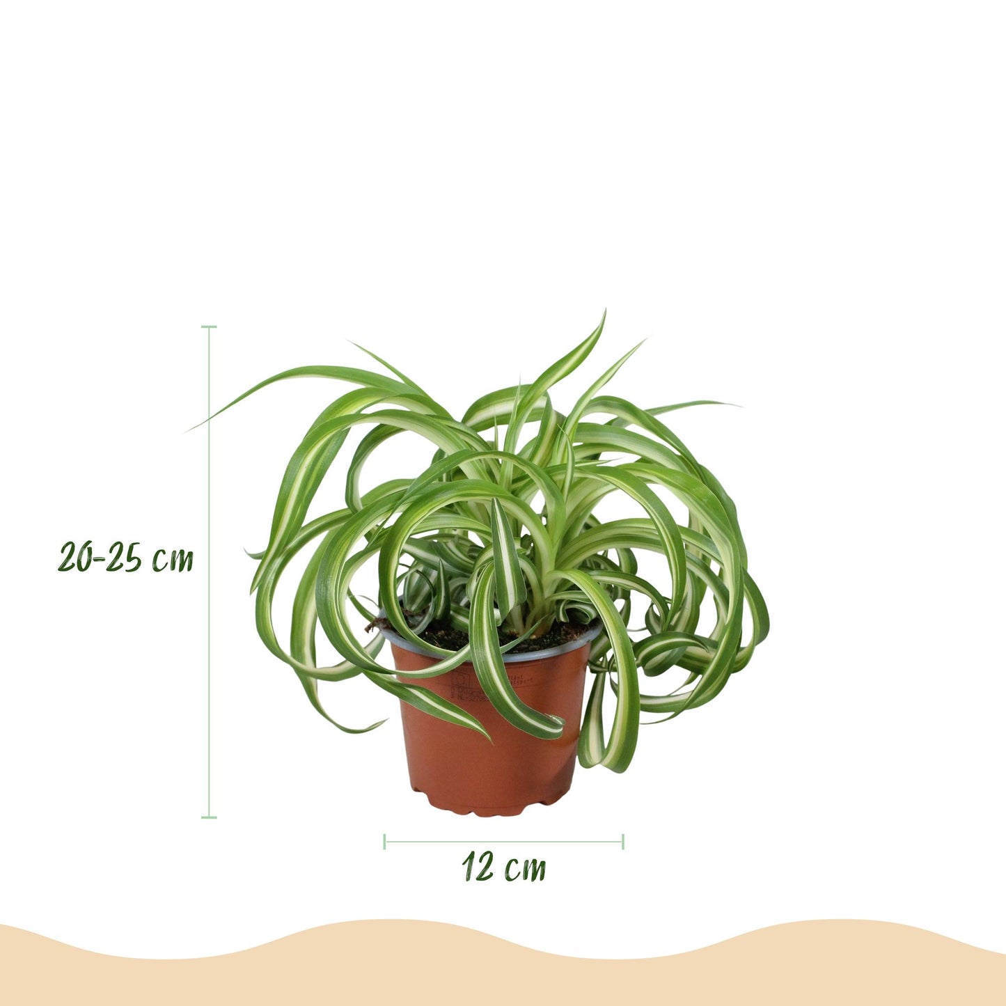 Green boutiQ - Zimmerpflanze - Chlorophytum comosum Bonnie - Gewelltes Grünlilie - Haustierfreundlich - Bunt - 2 Pflanzen - Topf 12cm - Höhe 20-25cm
