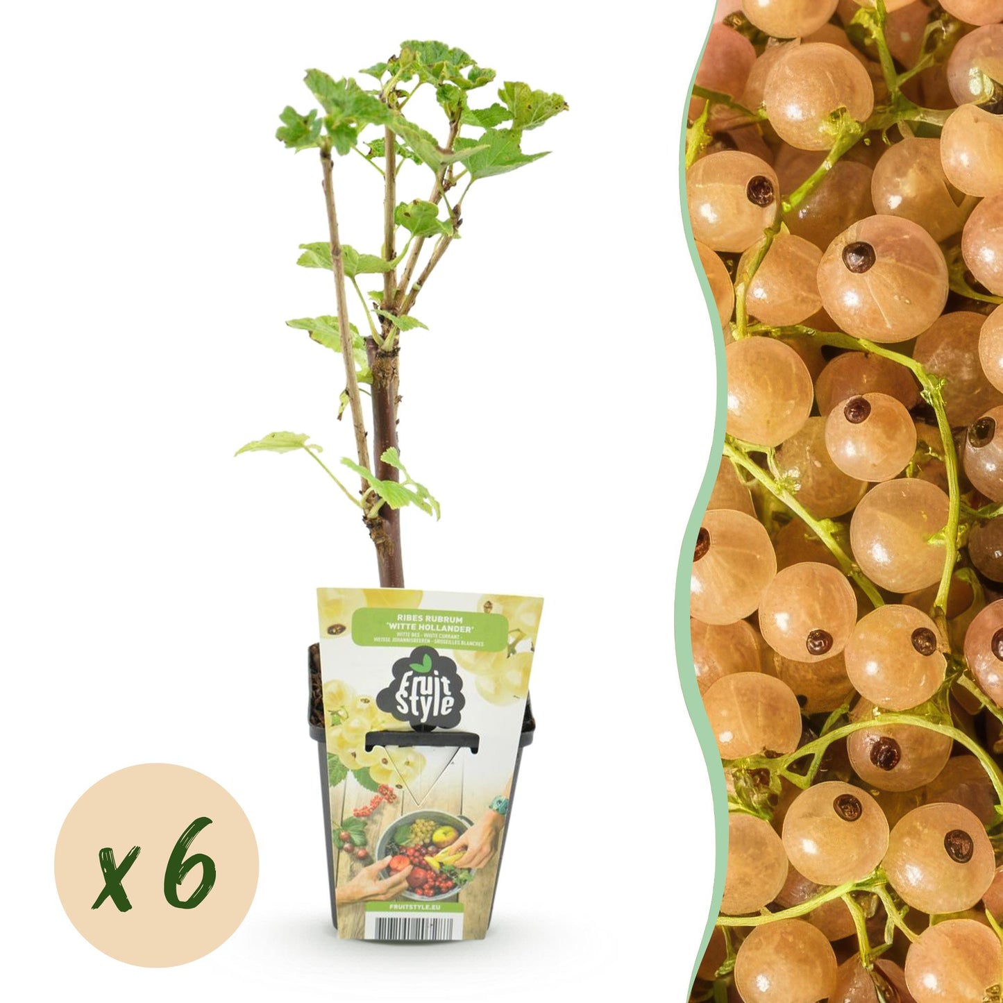 GreenboutiQ - Obstpflanzen - Weiße Johannisbeere - Ribes rubrum Weiße Holländer - Winterhart - 6 Pflanzen - Topf 9 cm - Weiße Johannisbeere