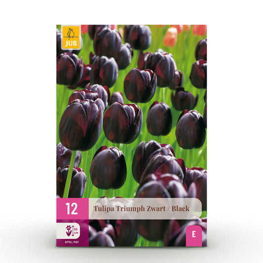 GreenboutiQ - Blumenzwiebeln - Tulpe Triumph Black - Farbe Dunkel Lila - 12 Stück - Zwiebelgröße 11/12 - XXL Pack