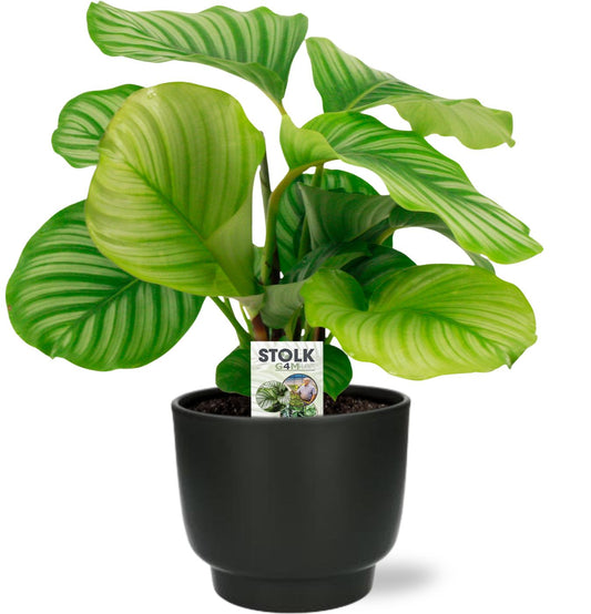 Calathea Orbifolia - Ø14cm - ↕50cm + Potenza Pot D15x13cm - Schwarz