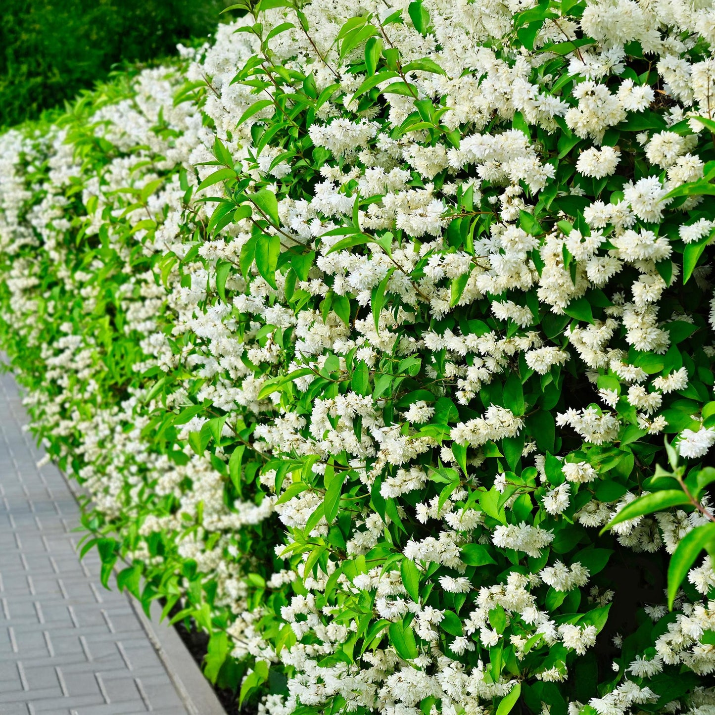 GreenboutiQ - Bauernjasmin - Philadelphus Snowbelle - Blüte Weiß - 1 Pflanze - Laubabwerfend - Wenig Pflege - Topf 17cm Höhe 45cm