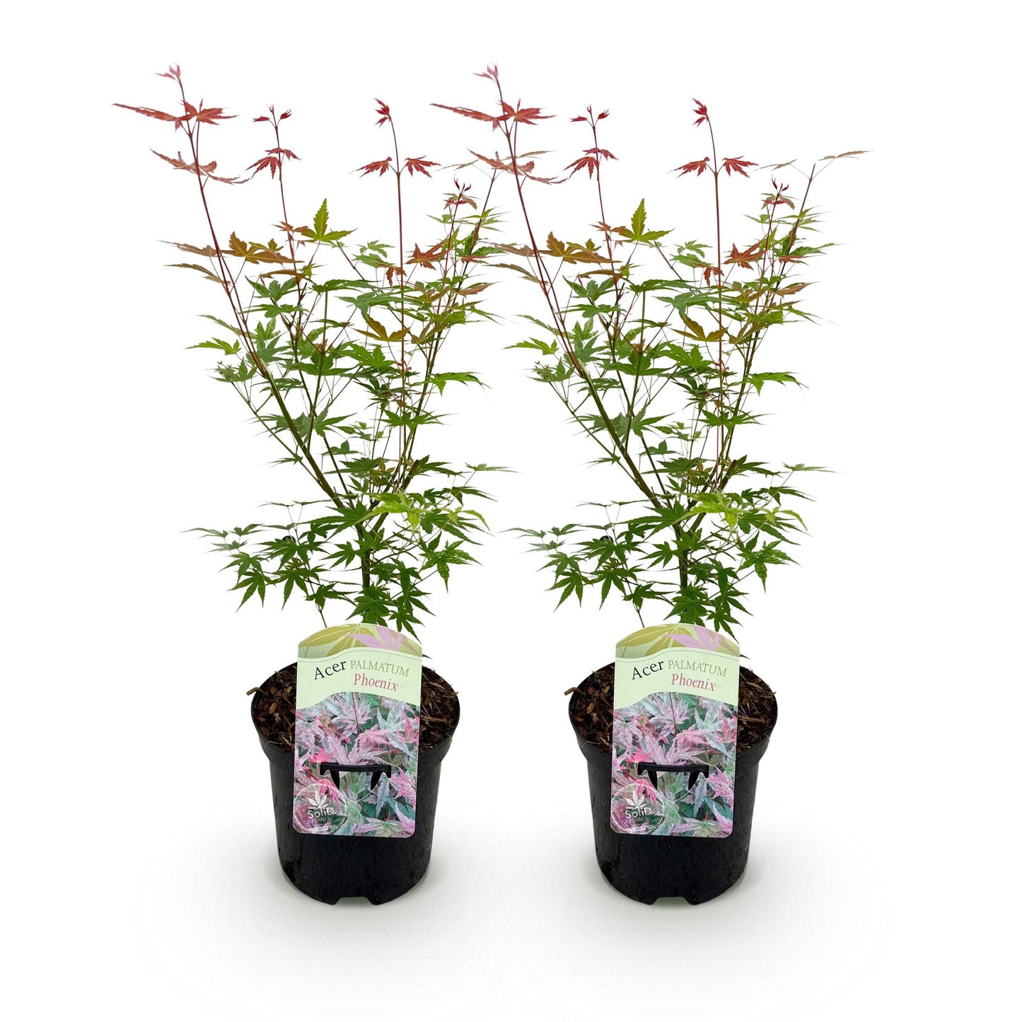 GreenboutiQ - Balkonpflanze - Japanischer Ahorn - Acer palmatum Phoenix - Rosa - 2 Pflanzen - Laubabwerfend - Topf 19cm Höhe 70cm