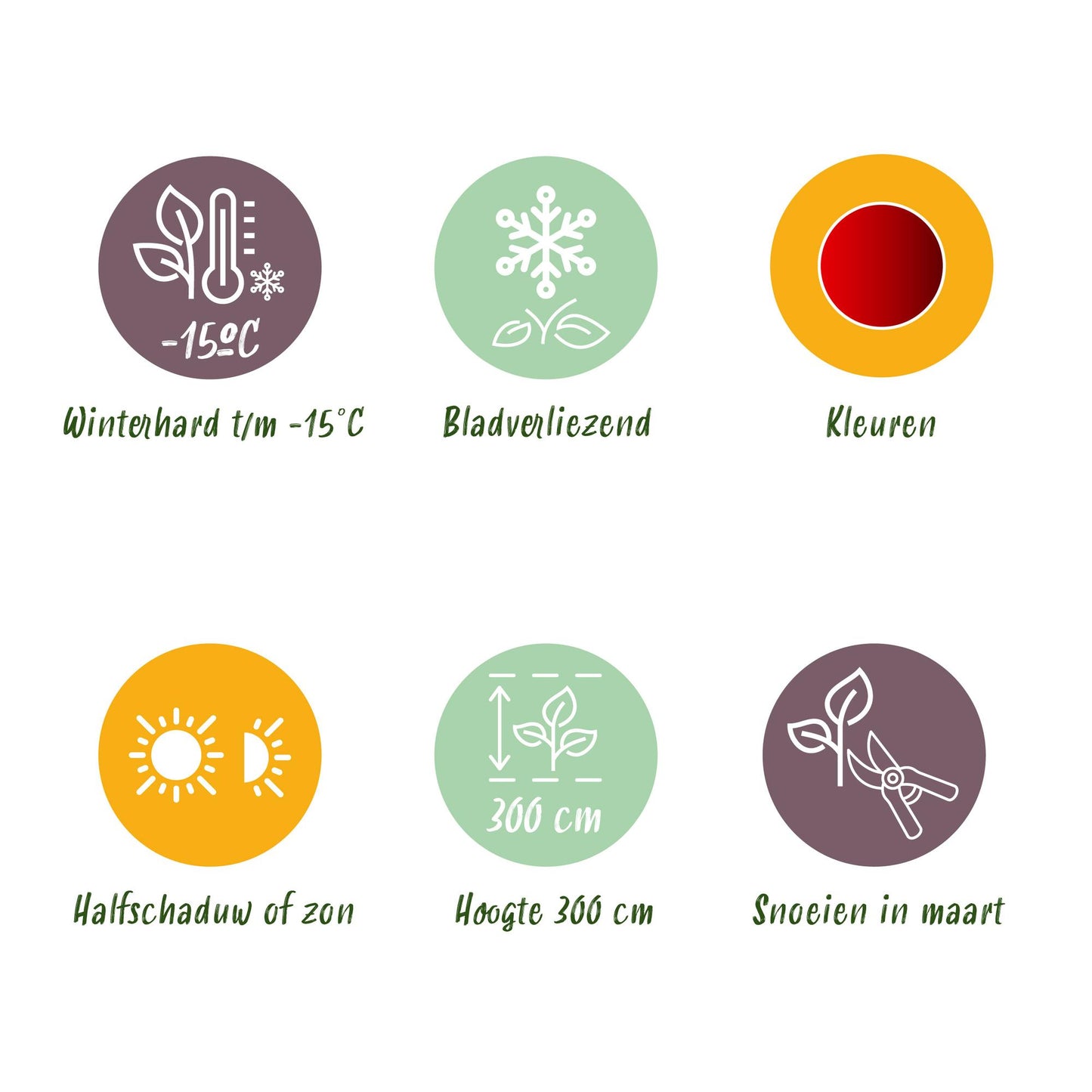 GreenboutiQ - Balkonpflanze - Japanischer Ahorn - Acer palmatum Sumi-nagashi - Rot - 1 Pflanze - Laubabwerfend - Topf 19cm Höhe 70cm