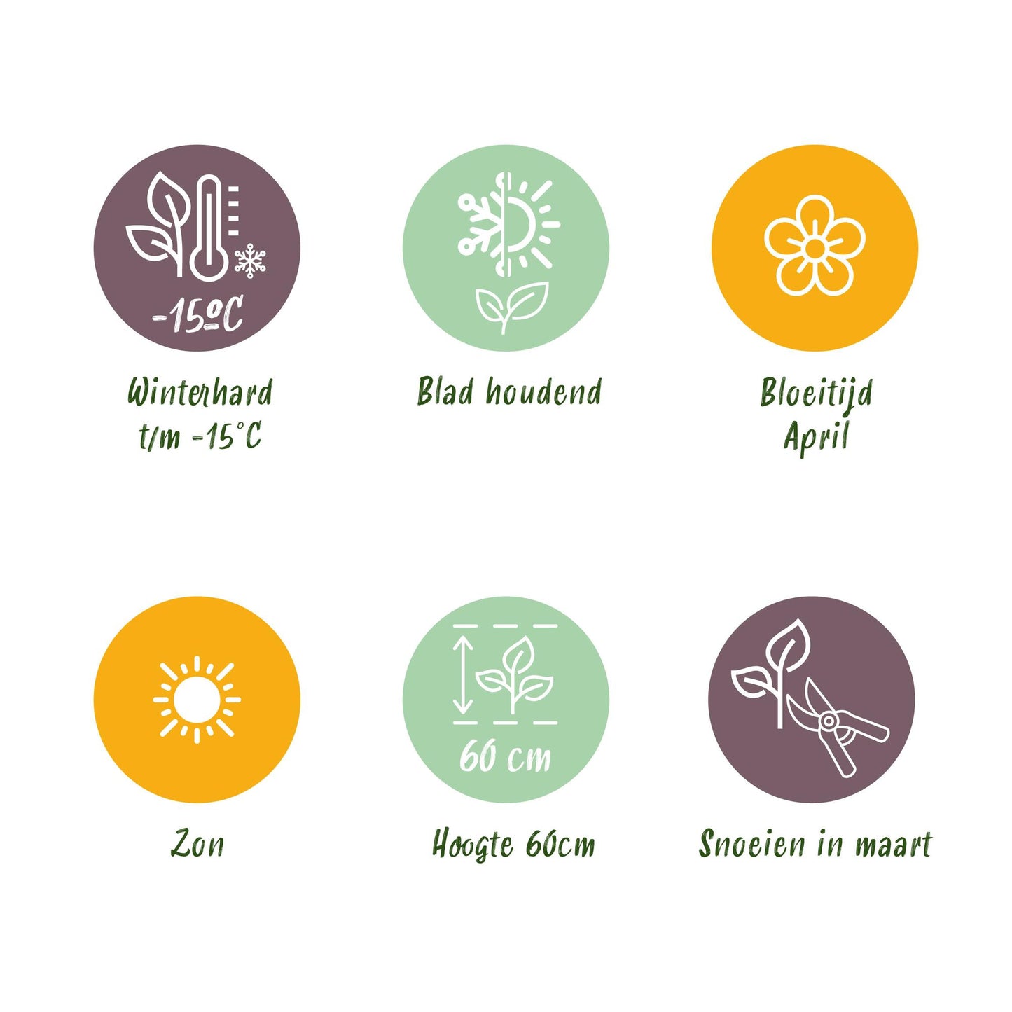 GreenboutiQ - Ziergräser - 4 Pflanzen - Blau - Gelb - Grün - Rot - Immergrün - Wenig Pflege - Topf 17cm Höhe 50cm