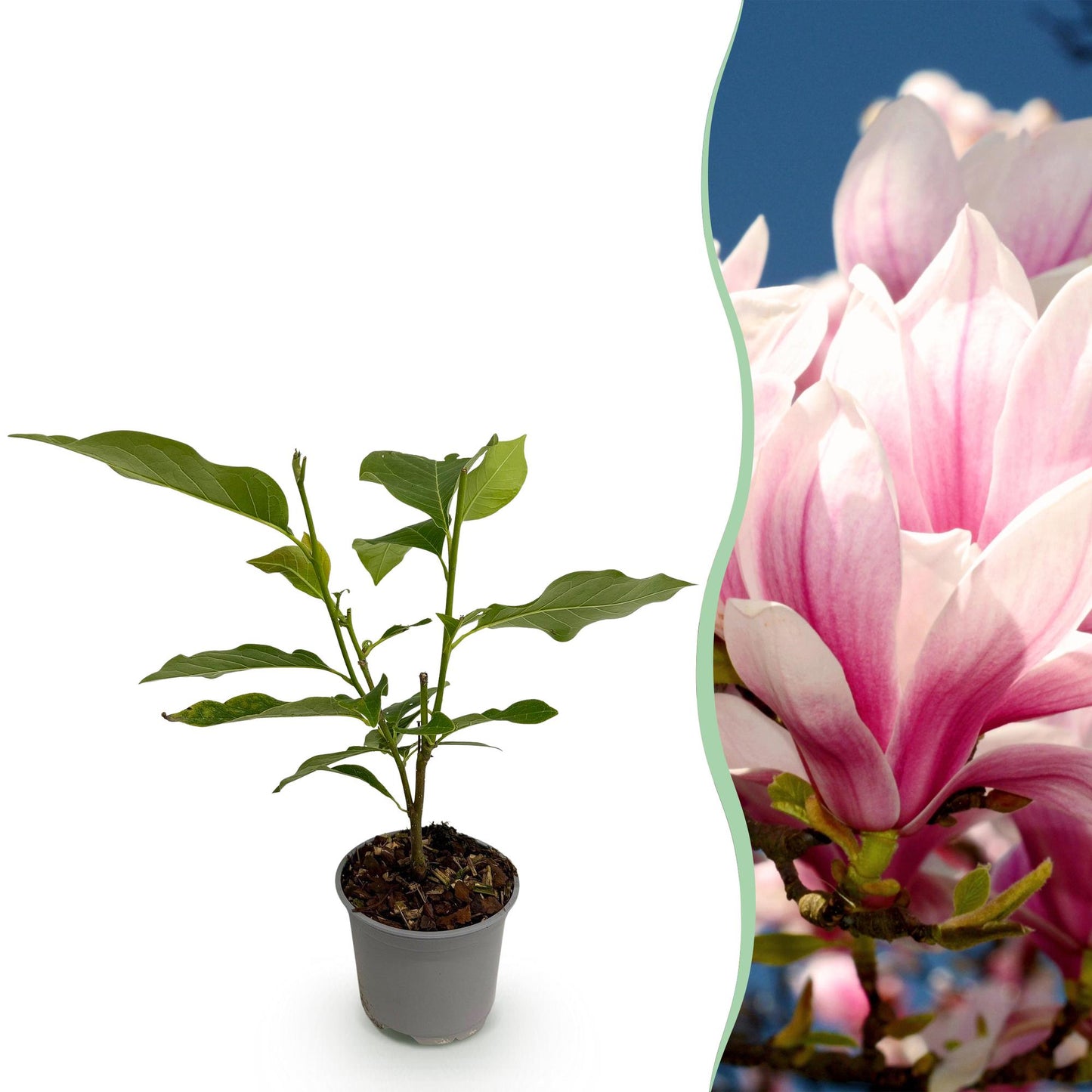 GreenboutiQ - Gartenpflanze - Magnolia soulangeana - Blüte Rosa - 1 Pflanze - Laubabwerfend - Wenig Pflege - Topf 12cm Höhe 30cm