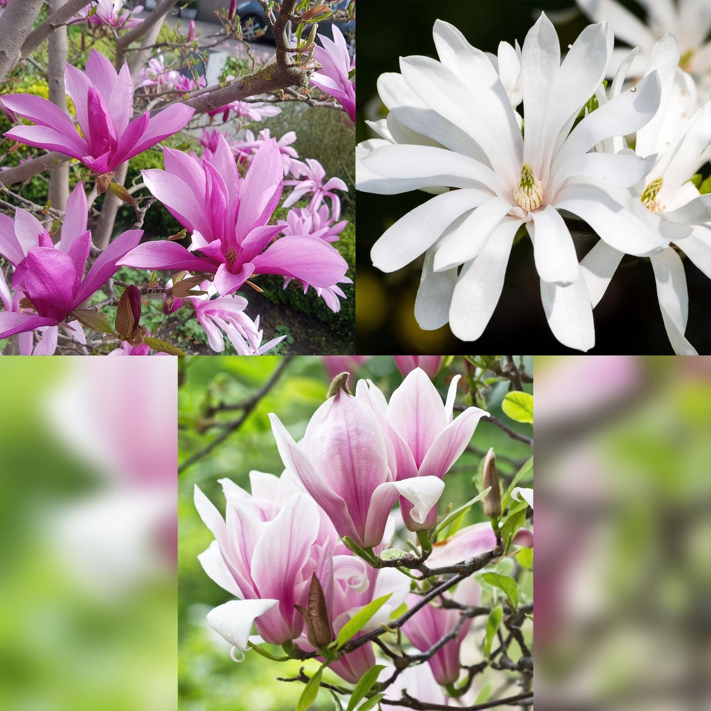 GreenboutiQ - Gartenpflanze - Magnolia Tricolour - Blüte Weiß-Rosa-Lila - 3 Pflanzen - Laubabwerfend - Wenig Pflege - Topf 12cm Höhe 30cm