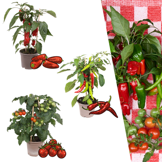 Rote Pflückgemüse-Mischung aus 3 Pflanzen - Kirschtomate - Rote Snack-Paprika - Rote Peperoni-Pflanze - Ø 14 cm - ↨ 45 cm