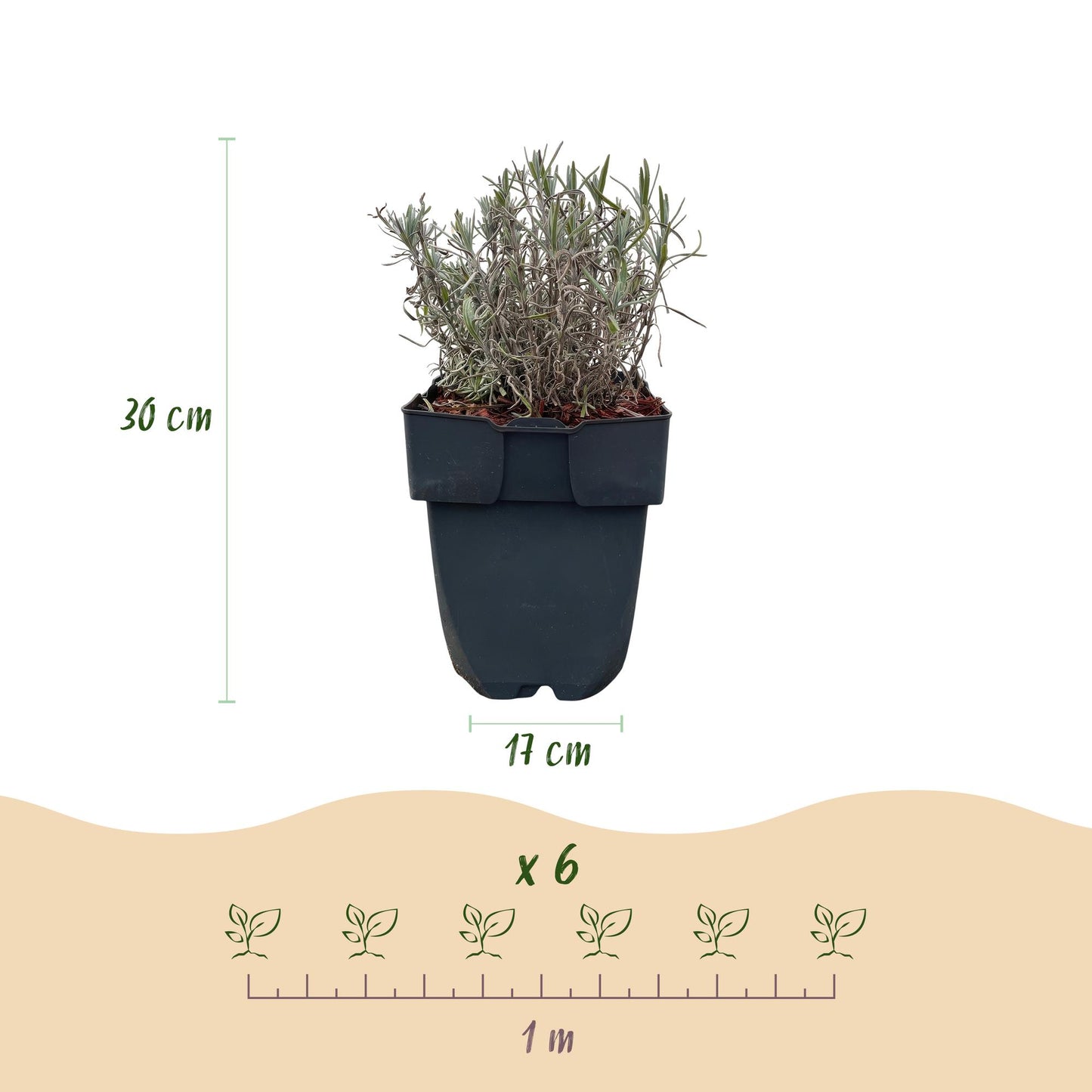 GreenboutiQ - Heckenpflanzen - Lavandula angustifolia Hidcote - graues Blatt - 6 Pflanzen - 1 laufender Meter - immergrün - Topf 17cm Höhe 30cm