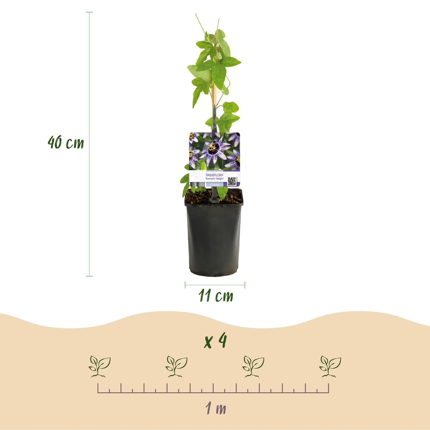 GreenboutiQ - Passionsblume - Passiflora Tricolour - Blüte Rosa Weiß Lila - Wenig Pflege - 3 Pflanzen - Topf 11cm Höhe 40cm