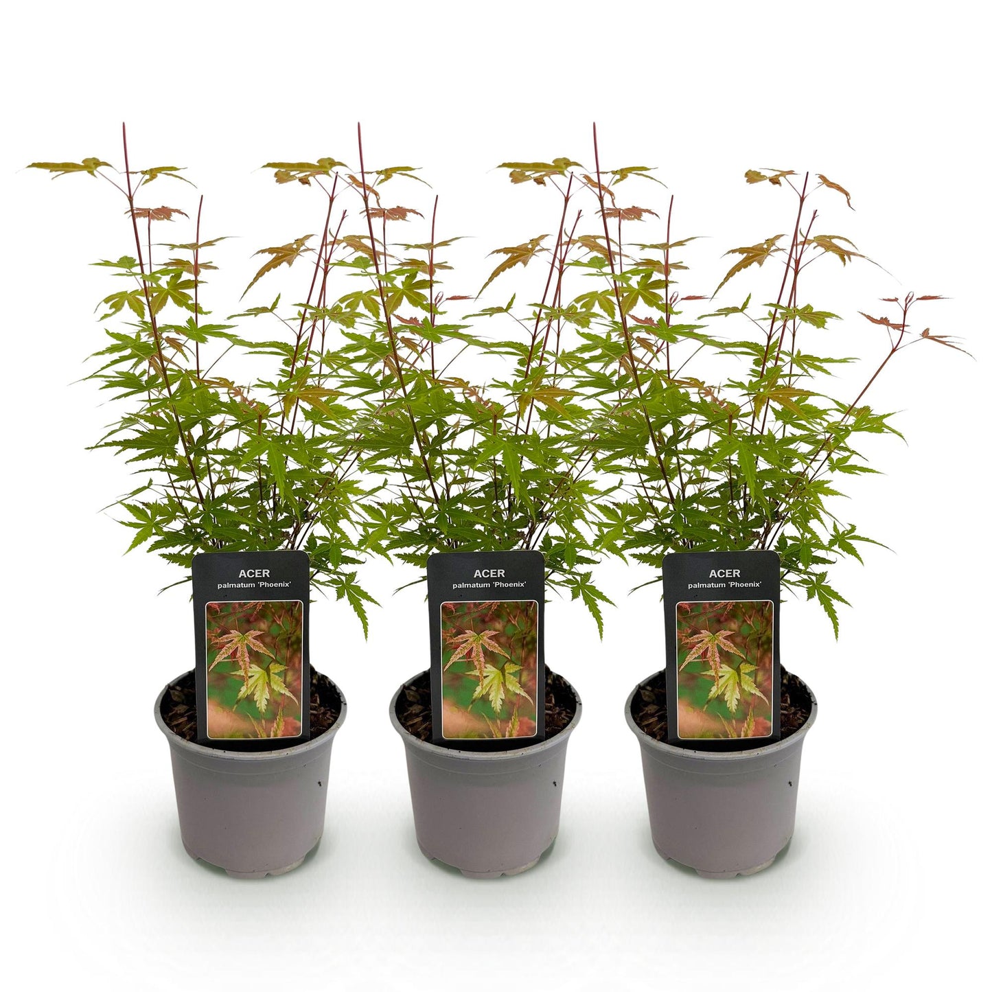 GreenboutiQ - Gartenpflanze - Acer palmatum Phoenix - Rosa - 3 Pflanzen - Laubabwerfend - Wenig Pflege - Topf 12cm Höhe 35cm