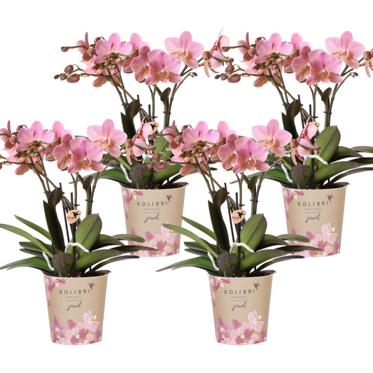 Kolibri Orchids | KOMBINIERTES ANGEBOT von 4 Orchideen Phalaenopsis - Treviso - Topfgröße Ø12cm | blühende Zimmerpflanze - frisch vom Züchter