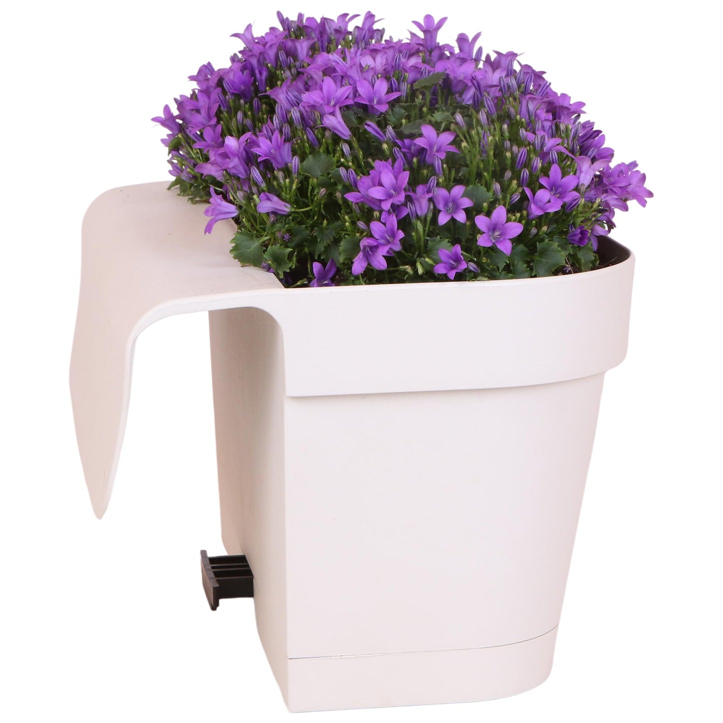Campanula Addenda Ambella Intensives Violett - Balkonpflanzer weiß mit 3 Campanula-Töpfen Größe 12cm - Inkl. Aufhängesystem - Glockenblume violett - Stauden - Gartenpflanzen