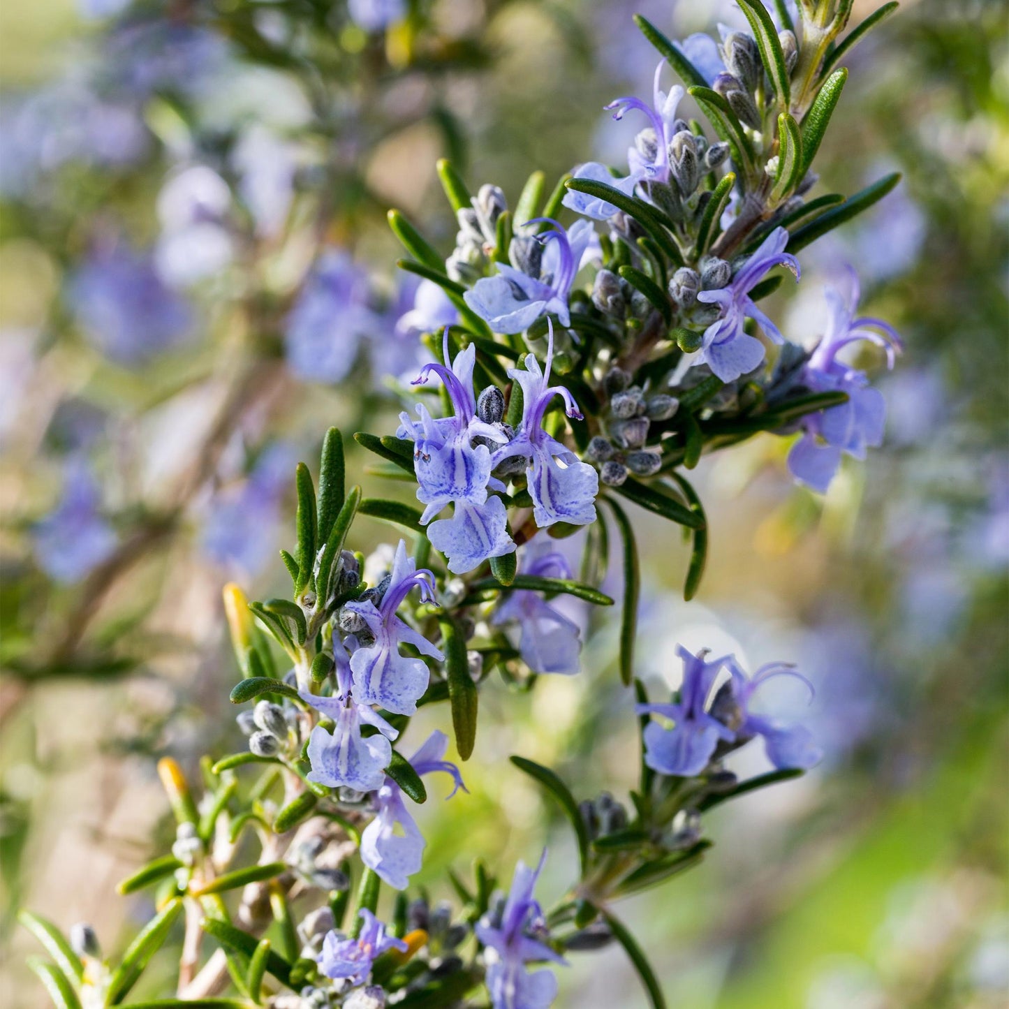 GreenboutiQ - Stamm Pflanze - Rosmarinus officinalis - Terrassen Pflanze - Immergrün - Winterhart - Lila Blüte - Topf 19cm Höhe 90cm