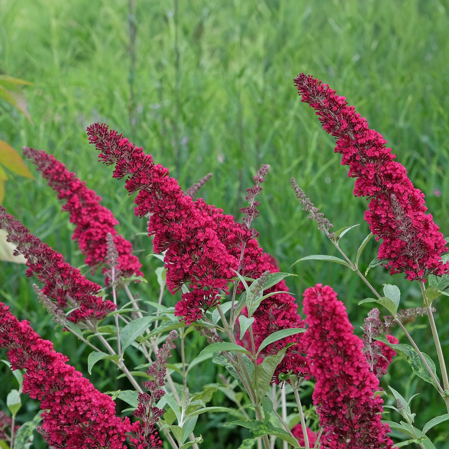 GreenboutiQ - Schmetterlingsstrauch - Buddleja davidii Royal Red - Blume Rot - 1 Pflanze - Laubabwerfend - Schmetterlingsanziehend - Topf 17cm Höhe 25cm