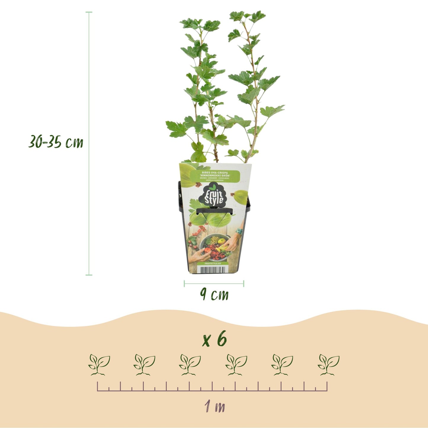 GreenboutiQ - Obstpflanzen - Stachelbeere - Ribes uva-crispa Hinnonmaki Grun - Winterhart - 6 Pflanzen - Topf 9 cm - Grüne Beere