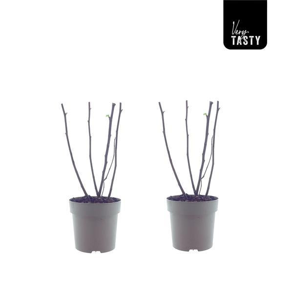 Ficus Bornholm (15017) - 2 Einheiten - Ø15cm - ↕40cm