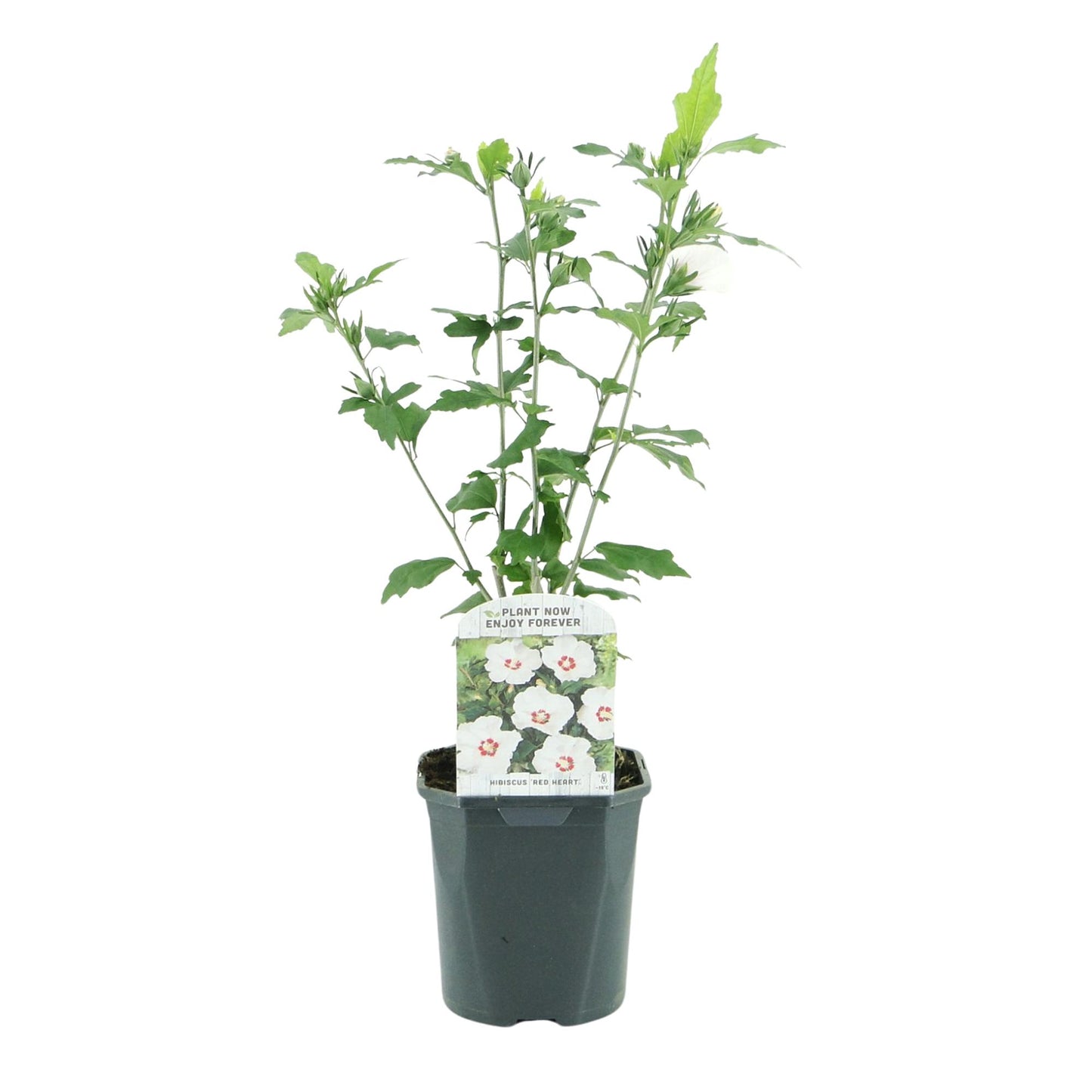 GreenboutiQ - Sträucher - Hibiscus syriacus Red Heart - Blüte Weiß Mit Rotem Herzen - 1 Pflanze - Laubabwerfend - Wenig Pflege - Topf 17cm Höhe 45cm