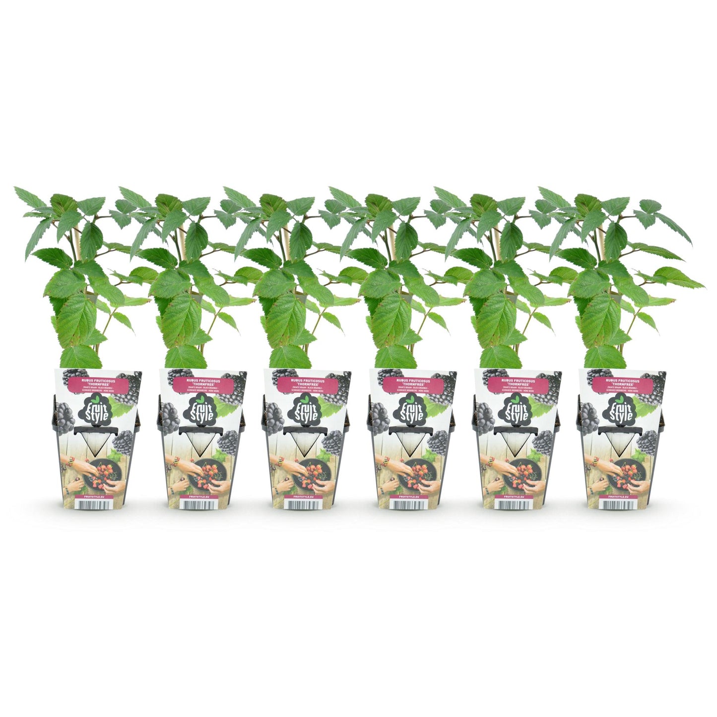 GreenboutiQ - Obstpflanzen - Dornlose Brombeere - Rubus Thornfree - Winterhart - 6 Pflanzen - Topf 9 cm - Schwarze Brombeere