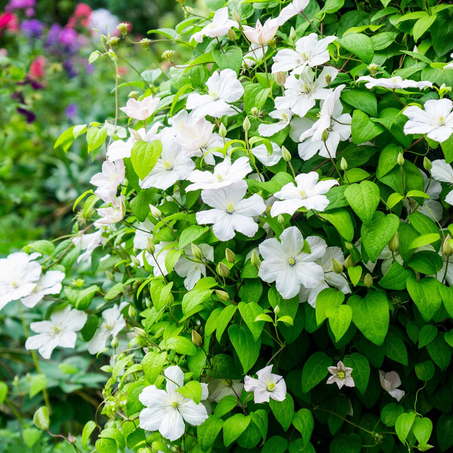 GreenboutiQ - Kletterpflanze - Clematis Madame Le Coultre - blühend weiß - Wenig Pflege - 2 Pflanzen - Topf 11cm Höhe 40cm