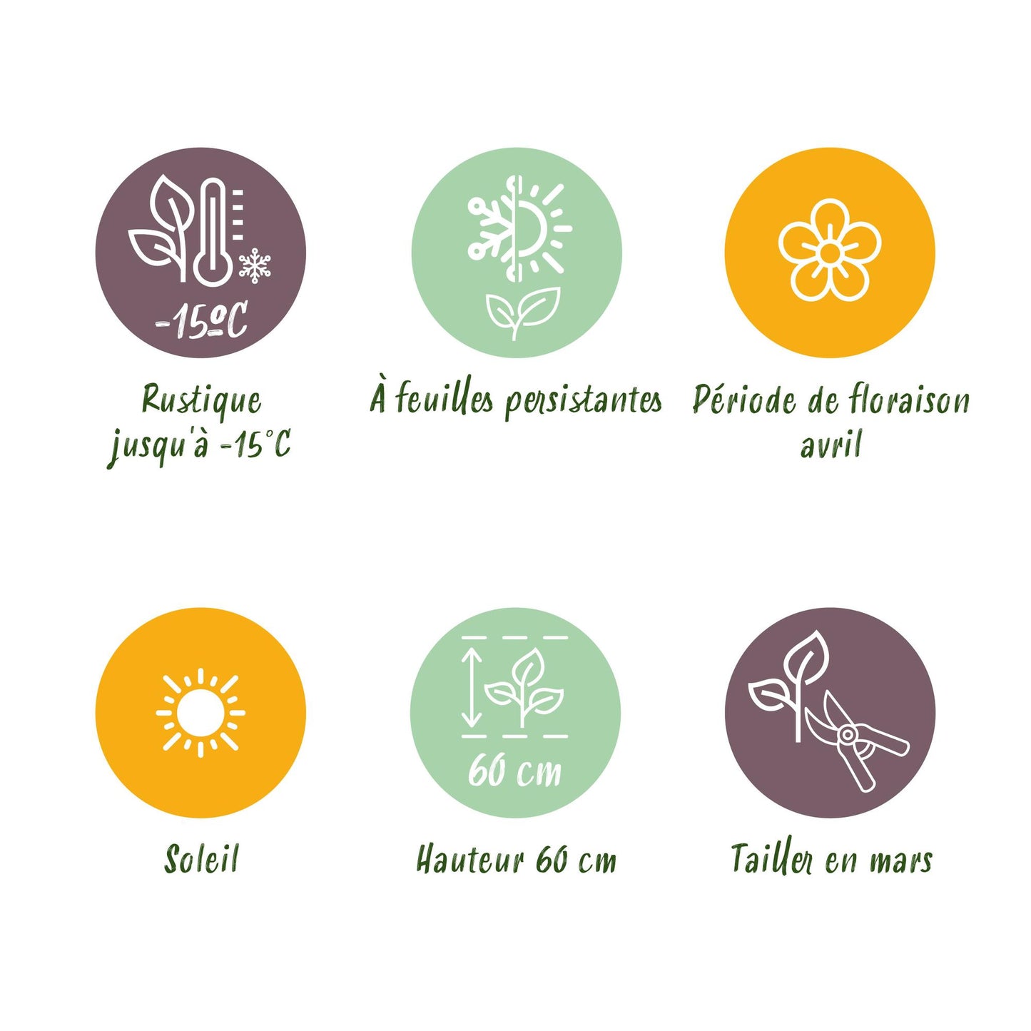 GreenboutiQ - Ziergräser - Festuca glauca Intense Blue - Blau - 4 Pflanzen - Immergrün - Wenig Pflege - Topf 17cm Höhe 50cm