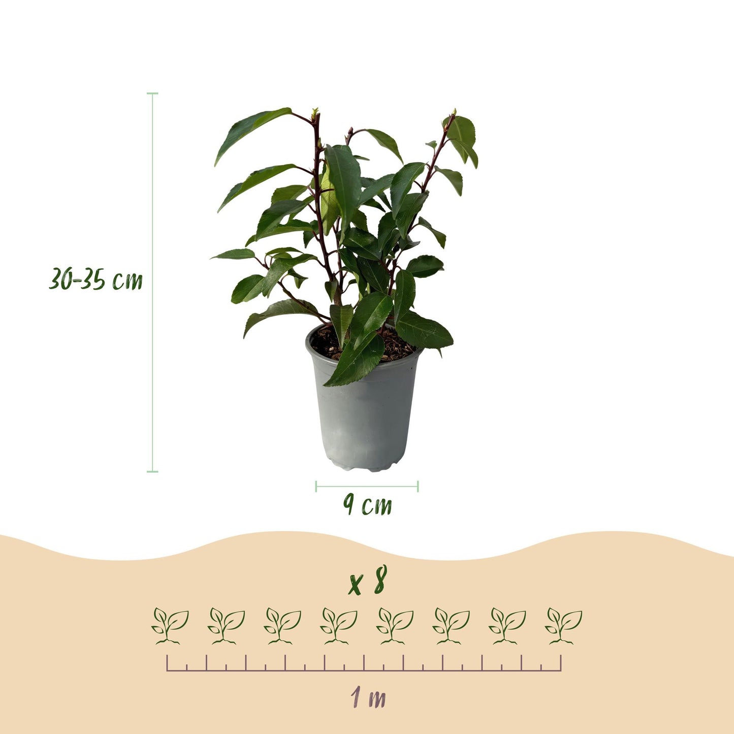 GreenboutiQ - Heckenpflanzen - Prunus lusitanica Angustifolia - Blatt grün - 8 Pflanzen - 1 laufender Meter - immergrün - Topf 9cm Höhe 30-35cm
