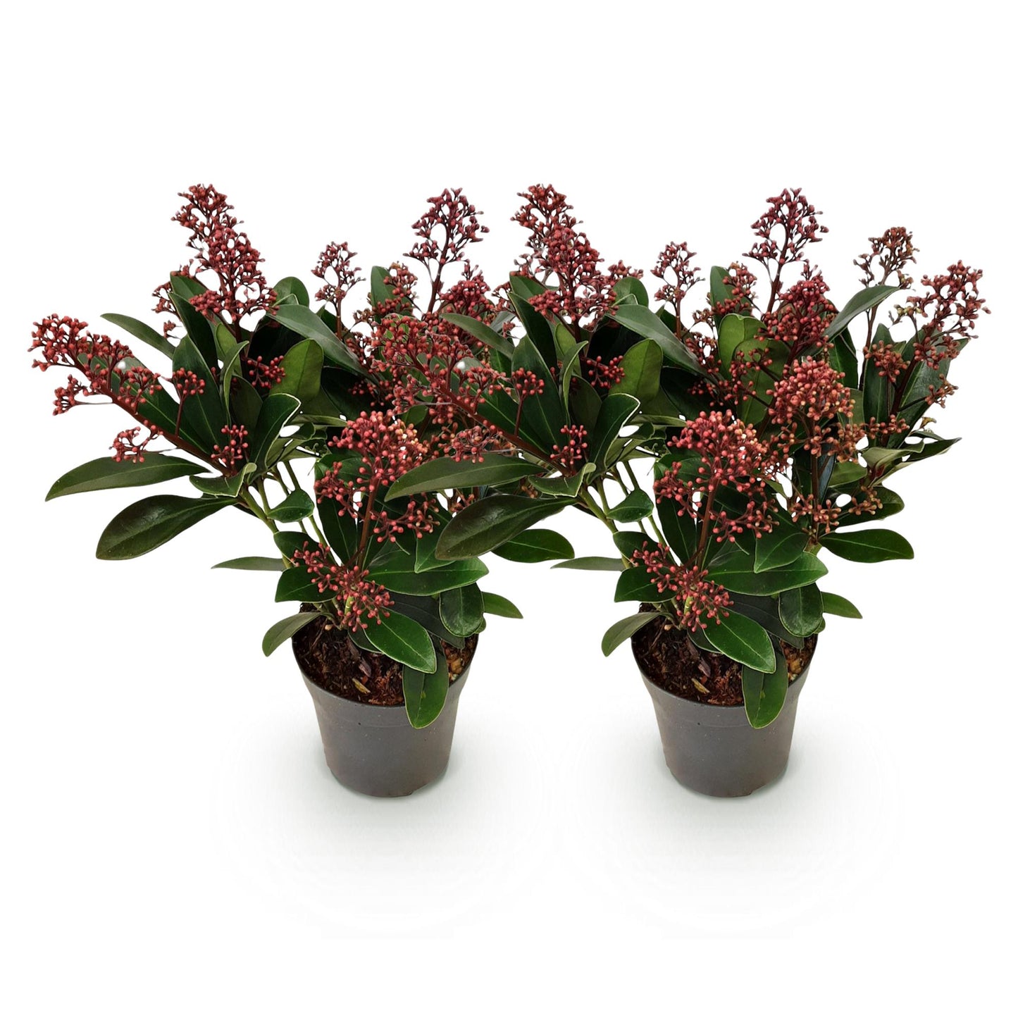 GreenboutiQ - Terrassenpflanze - Skimmia japonica Rubella - Blüte Rot - 10+ Blumen - 2 Pflanzen - Winterhart - Topf 10,5cm Höhe 25cm