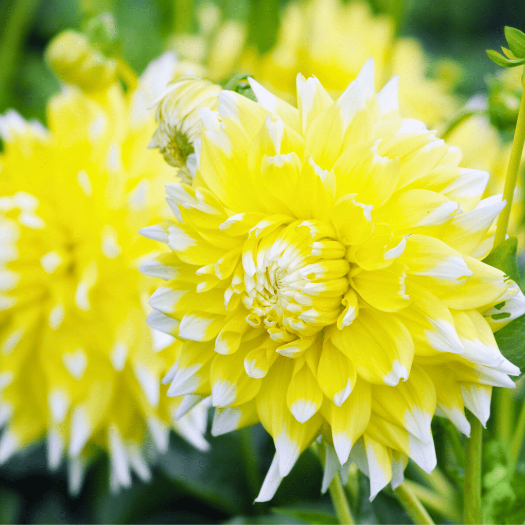 Flowerbulbs Amsterdam Super Mix - 2x Paket mit 8 verschiedenen Dahlien, insgesamt 16 Stück, 2,5 m² Dahlienvergnügen