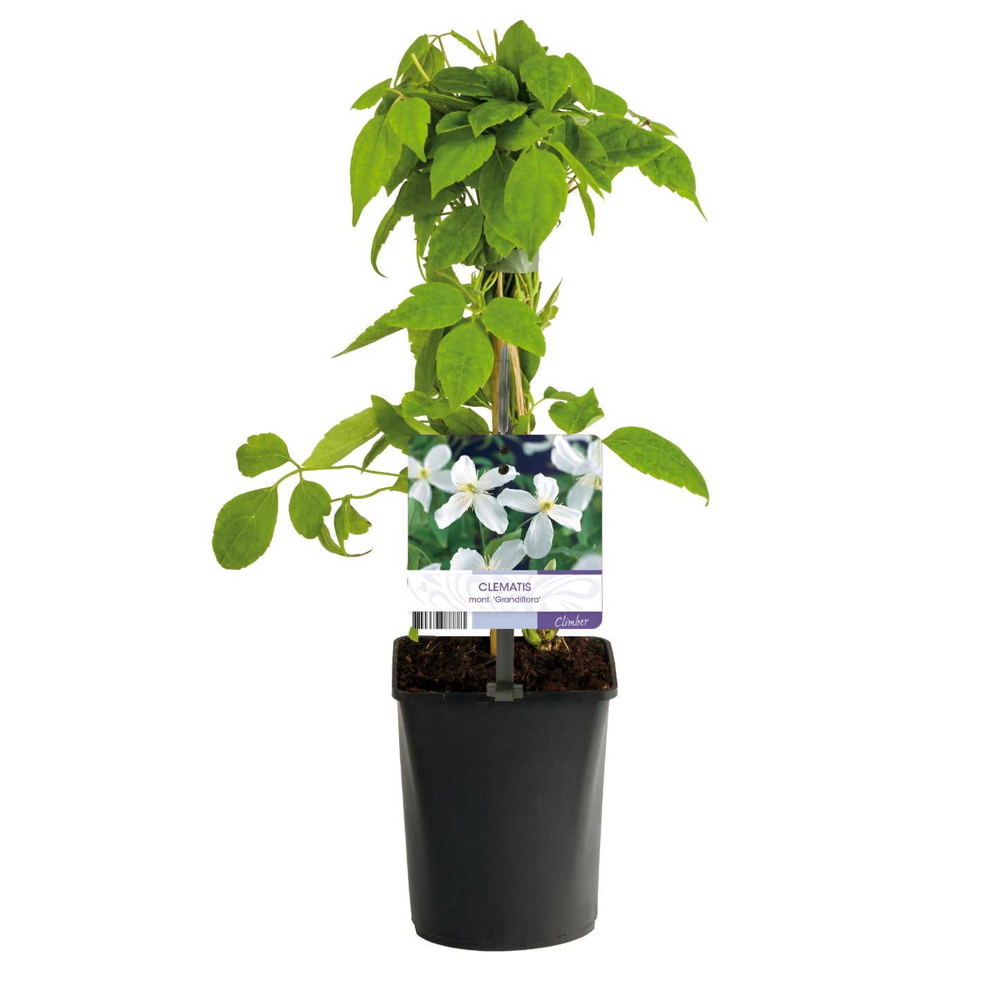 GreenboutiQ - Kletterpflanze - Clematis montana Grandiflora - Blüte Weiß - Frühblühend - Pflegeleicht - 2 Pflanzen - Topf 11cm Höhe 40cm