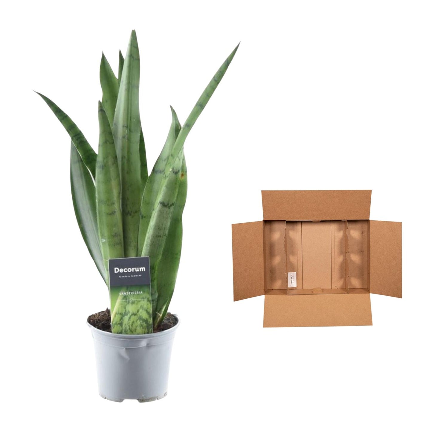 Sansevieria Spearmint - 45 cm - ø12